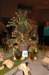 dsc_2488_small.jpg