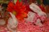 dsc_2535_small.jpg